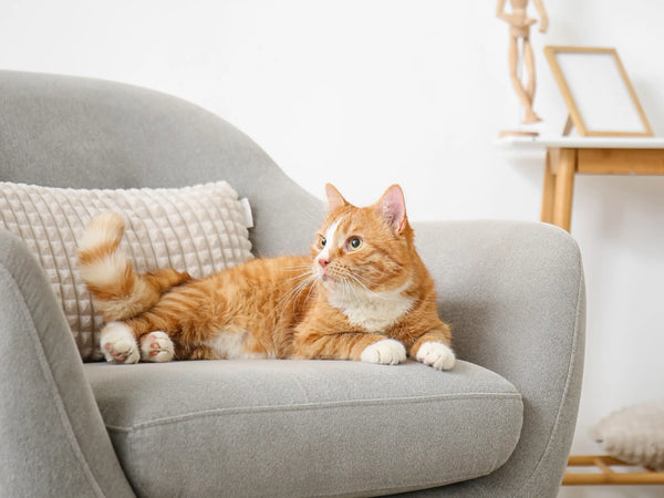 In-Home Cat Care