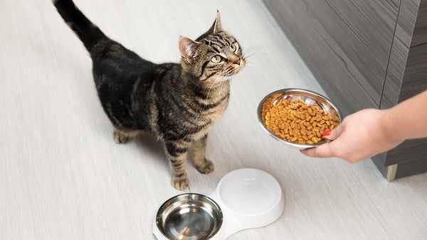 Feeding & Hygiene