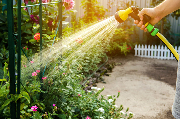 Care for Indoor and Patio Plants