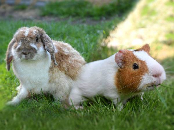 Rabbit & Guinea Pig Care